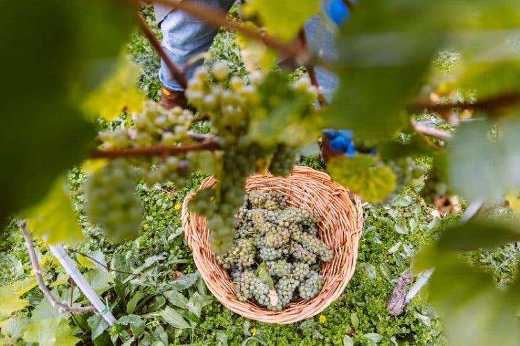 Vendemmia nel vigneto Casadonna